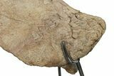 Impressive, Fossil Triceratops Jugal Bone - Montana #198927-3